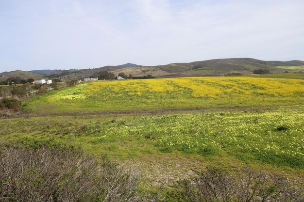 Flores silvestres en Henry Cowell Ranch en California