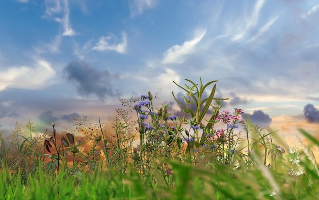 flores silvestres y hierbas en los bosques del atardecer y el mar rosa azul amarillo azul cielo nublado sol arco iris