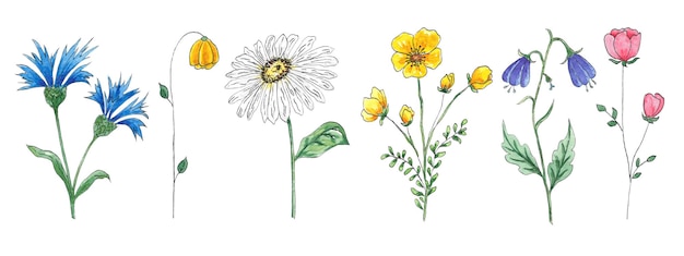 Flores silvestres de imágenes prediseñadas de acuarela, pintadas a mano en acuarela, para usar en bodas, diseño de artículos de vacaciones