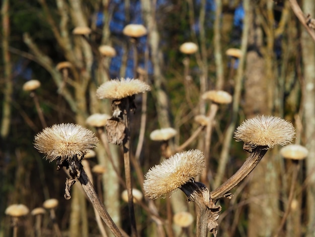 Flores silvestres Inflorescencias de cardo de otoño seco región de Leningrado Rusia