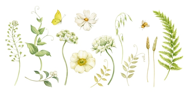 Flores silvestres y de jardín blancas hierbas orejas colección de ilustraciones en acuarela aisladas en blanco