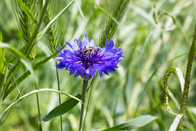 Flores silvestres lindas flores de centáureas no verão. Foco seletivo