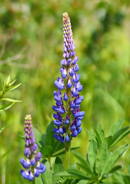 Flores silvestres de lupinus púrpura en verano