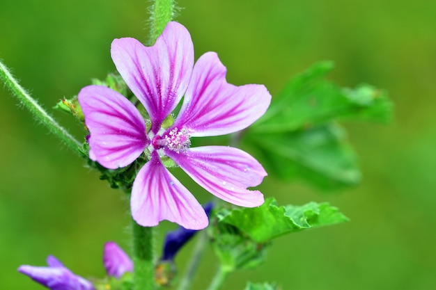 Flores silvestres de malva silvestris una especie con propiedades medicinales