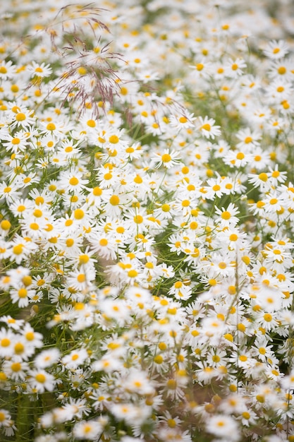 Flores silvestres de manzanilla en una pradera de verano en un día soleado