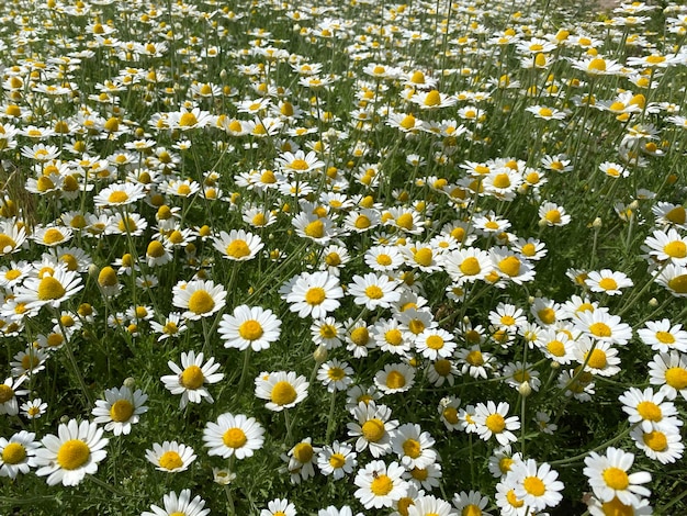 Foto flores silvestres de la margarita que crecen en el prado manzanilla blanca sobre fondo de hierba verde...