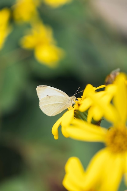 Flores silvestres y mariposas en un prado en la naturaleza primer plano de una macro