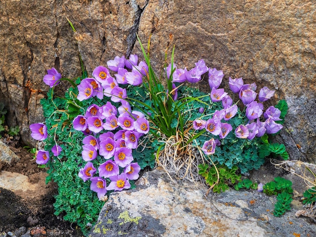 Flores silvestres de montaña florecen en las rocas. Fondo de flores de vida silvestre. Exuberantes arbustos de flores púrpura Paraquilegia microphylla. Fondo de flores de color púrpura de la montaña. De cerca.