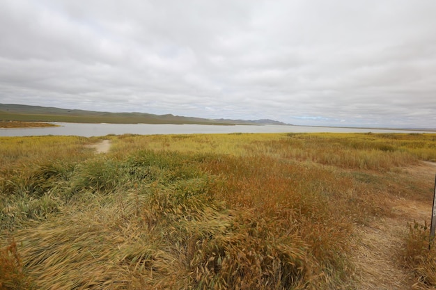 Flores silvestres en el Monumento Nacional Carrizo Plain y el lago Soda