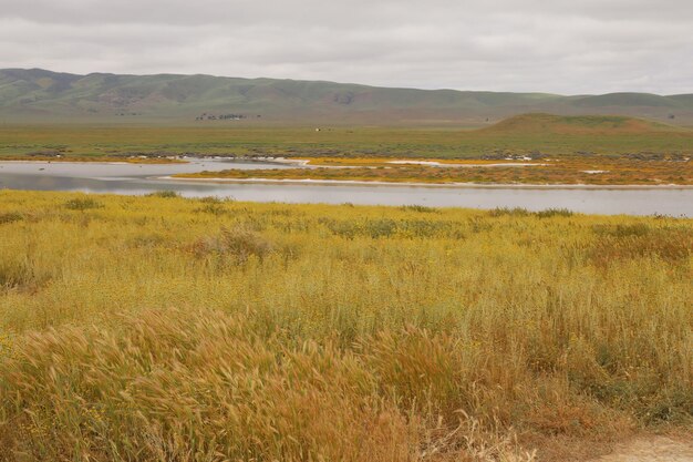 Flores silvestres en el Monumento Nacional Carrizo Plain y el lago Soda