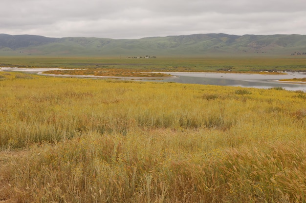 Flores silvestres en el Monumento Nacional Carrizo Plain y el lago Soda