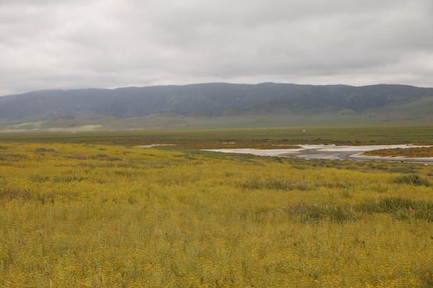 Flores silvestres en el Monumento Nacional Carrizo Plain y el lago Soda