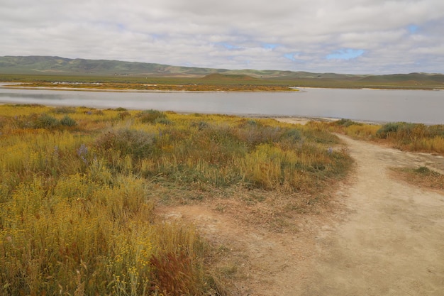 Flores silvestres en el Monumento Nacional Carrizo Plain y el lago Soda