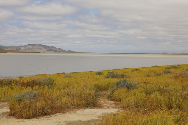 Flores silvestres en el Monumento Nacional Carrizo Plain y el lago Soda