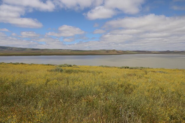 Flores silvestres en el Monumento Nacional Carrizo Plain y el lago Soda