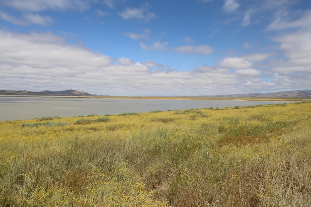 Flores silvestres en el Monumento Nacional Carrizo Plain y el lago Soda