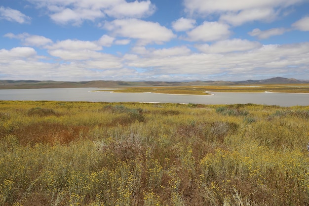 Flores silvestres en el Monumento Nacional Carrizo Plain y el lago Soda