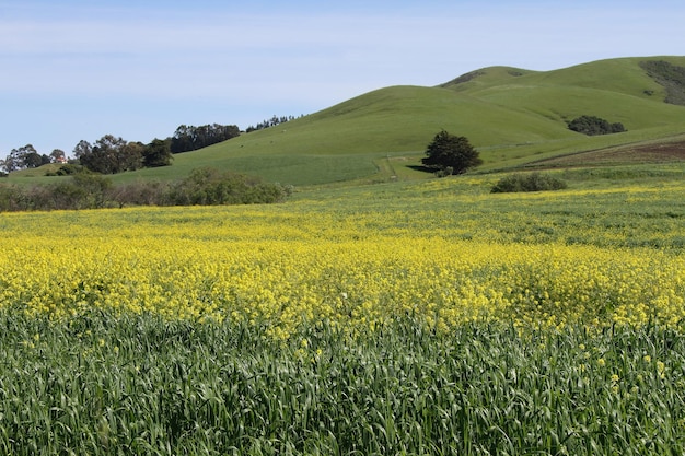 Flores silvestres en Morro Bay California