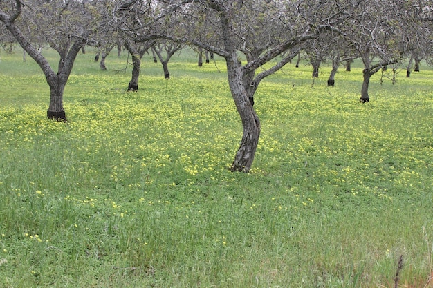 Flores silvestres na Califórnia