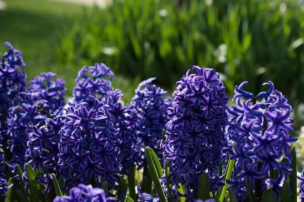 Flores silvestres na natureza