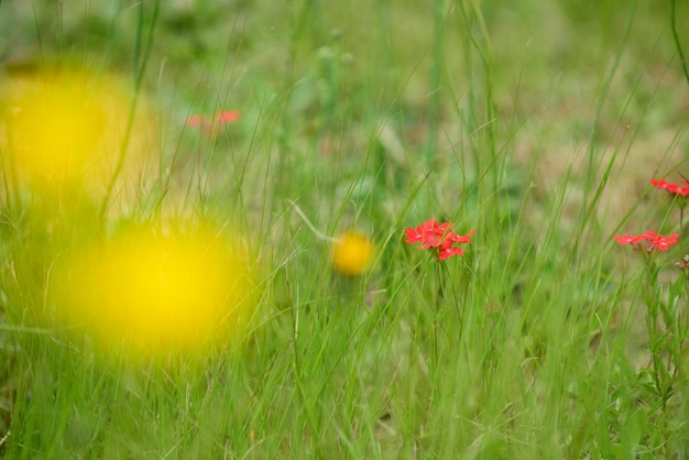 Flores silvestres na primavera Patagônia Argentina