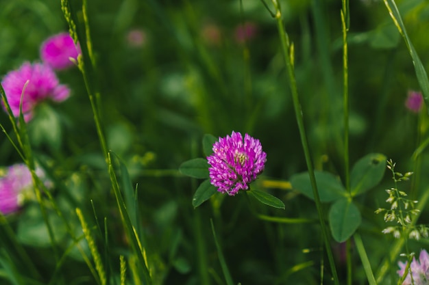 Flores silvestres en la naturaleza. La flora de los Cárpatos. Té de hierbas