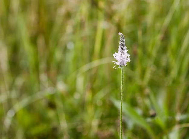 Flores silvestres no campo de verão. Flor Plantago.