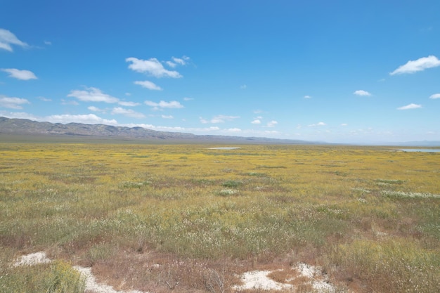 Flores silvestres no monumento nacional carrizo plain e no lago soda