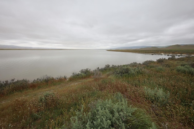 Flores silvestres no Monumento Nacional Carrizo Plain e no lago Soda