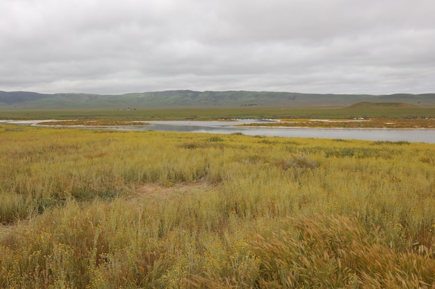 Flores silvestres no Monumento Nacional Carrizo Plain e no lago Soda