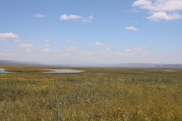 Flores silvestres no Monumento Nacional Carrizo Plain e no lago Soda