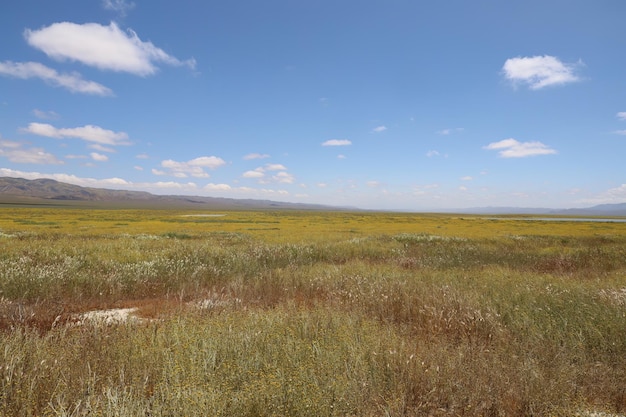 Flores silvestres no Monumento Nacional Carrizo Plain e no lago Soda