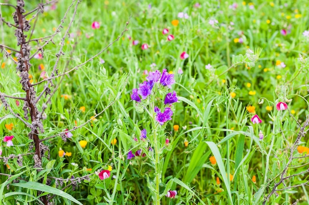 Flores silvestres no prado de montanha na primavera sicília