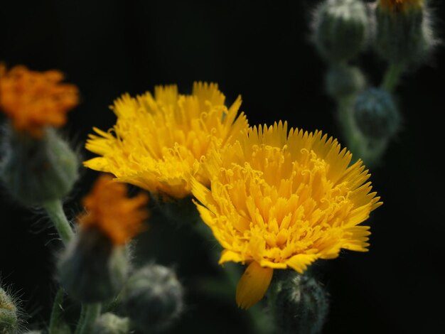 flores silvestres no prado