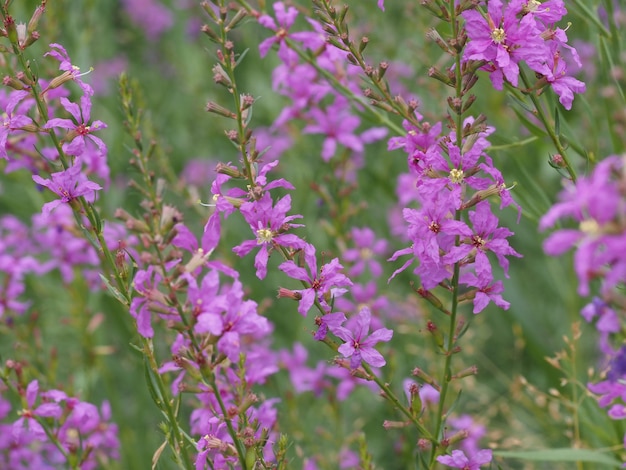 flores silvestres no prado