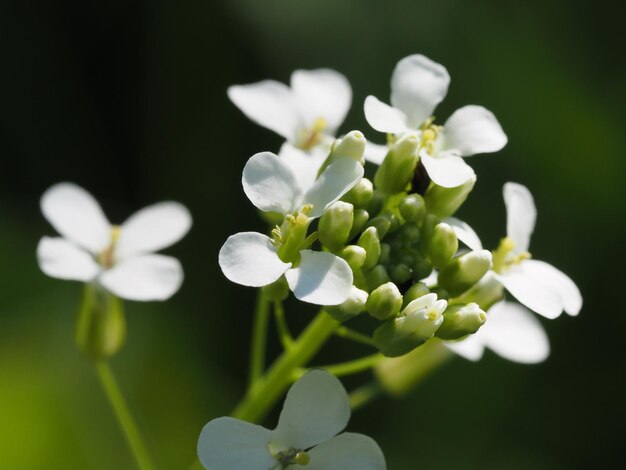 flores silvestres no prado