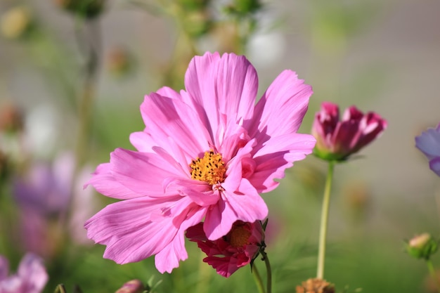 Flores silvestres no verão