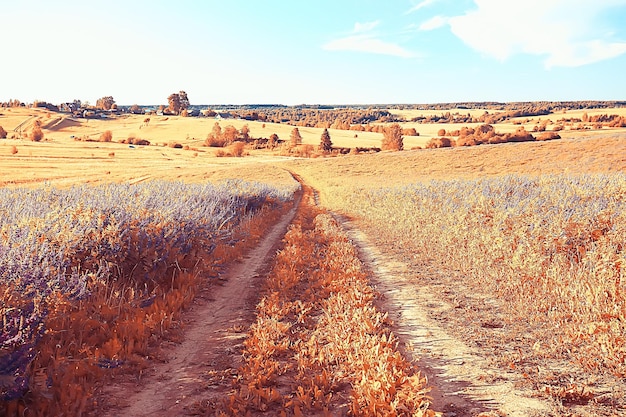 flores silvestres del paisaje / campo grande y paisaje del cielo en el pueblo, vida silvestre de flores púrpuras