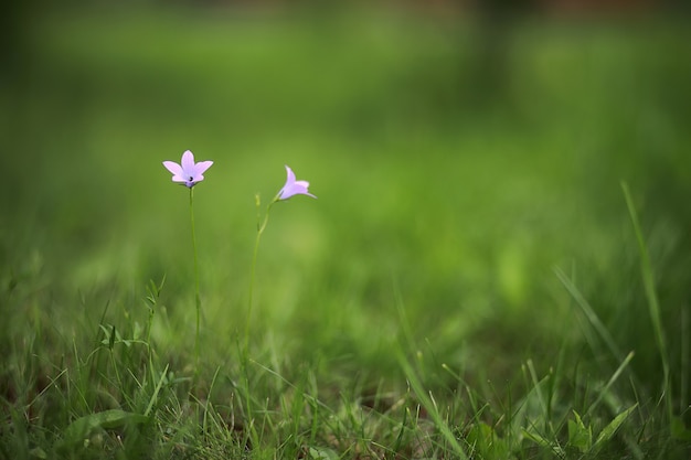 Flores silvestres. Pequenas flores na primavera de um prado verde.