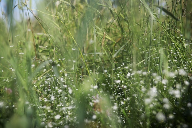 Flores silvestres pequeñas flores en un prado verde