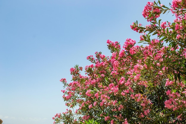 Foto flores silvestres plantas arbustos rosapúrpura primer plano líbano