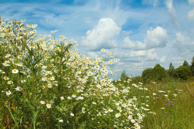 Flores silvestres y de pradera en verano en el fondo del cielo con nubes