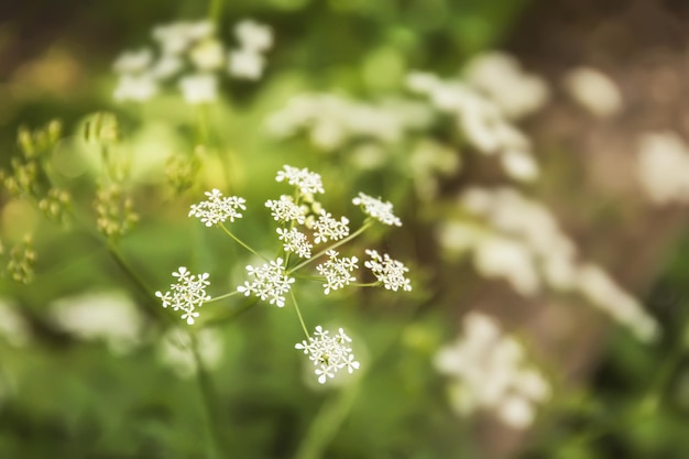 Flores silvestres en la pradera