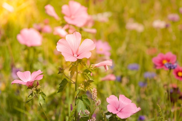 Flores silvestres en un prado en un día soleado