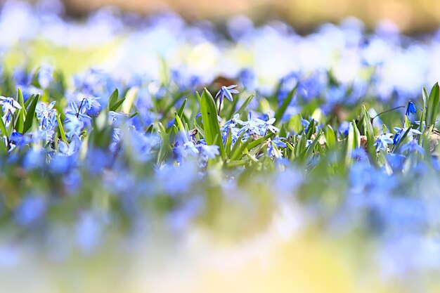 Flores silvestres de primavera azul, flores silvestres pequeñas flores, fondo abstracto borroso muchas flores