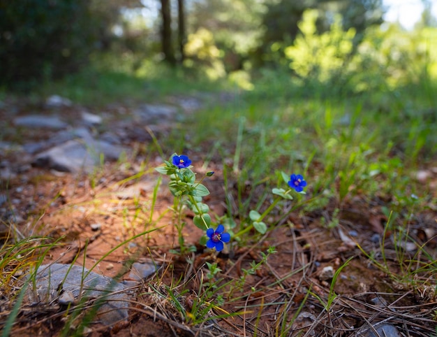 Flores silvestres de primavera en el prado y las montañas de la isla griega de Evia