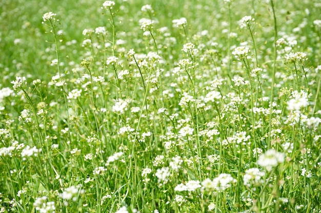 Flores silvestres de primavera en primer plano de la luz del sol