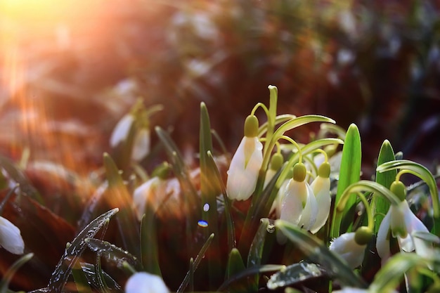 flores silvestres de primavera rayos de sol bokeh copos de nieve, cálido fondo dorado de primavera amanecer en marzo