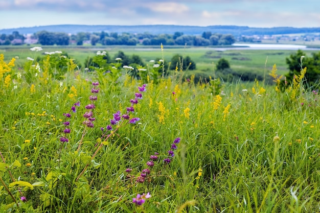 Flores silvestres púrpuras y amarillas en un prado verde, bosque y río en la distancia