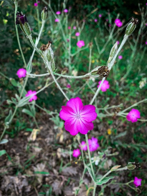 Flores silvestres púrpuras florecientes de Rose campion en el prado de primavera